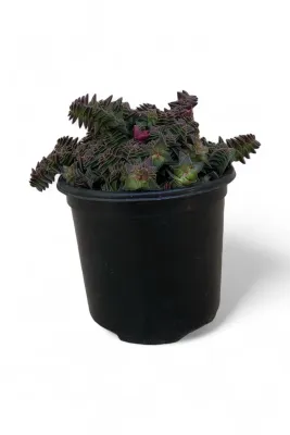 Crassula Capitella "Red Pagoda Village" 12cmPot