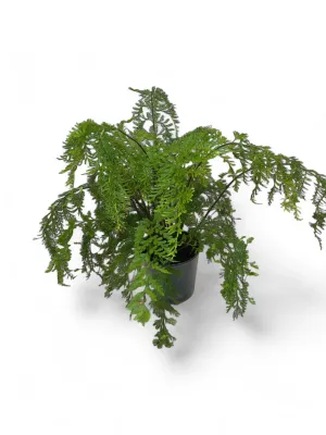 Asplenium Viviparum &quot;Walking Fern&quot; 14cm Pot