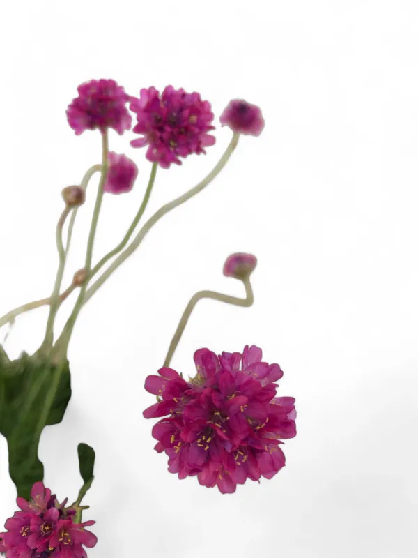 Armeria Maritima Rubrifolia "Red Leaved Sea Thrift"