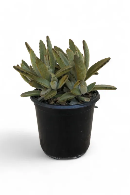 Kalanchoe Tomentosa &quot;Panda Plant&quot; 12cm Pot