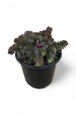 Crassula Capitella &quot;Red Pagoda Village&quot; 12cm Pot
