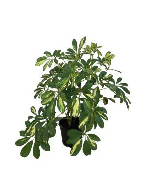 Schefflera Arboricola 14cm