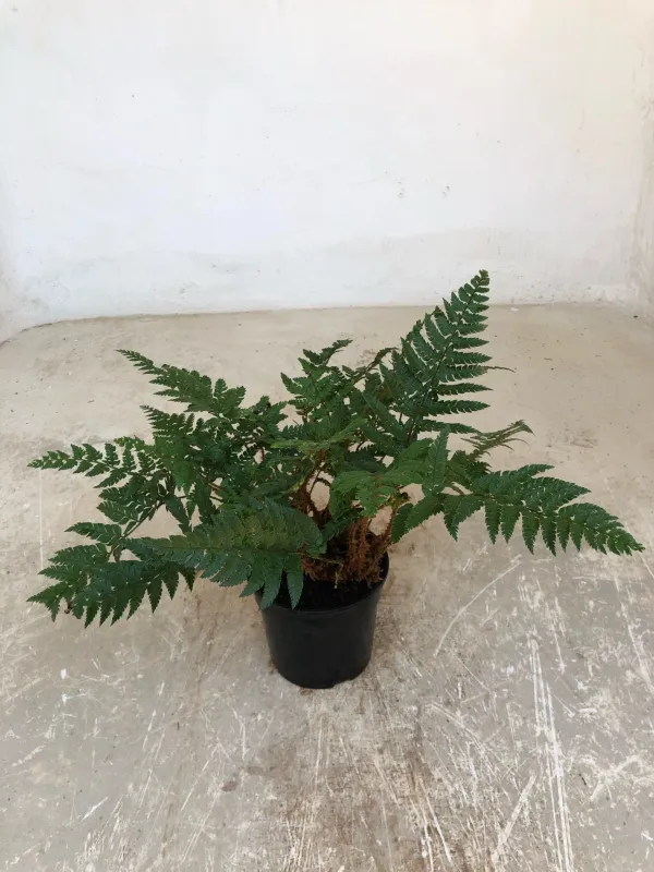 Polystichum Rigens "Rigid Shield Fern" 14cmPot