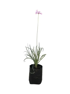 Tulbaghia Violacea Variegata &quot;Silver Lace&quot;