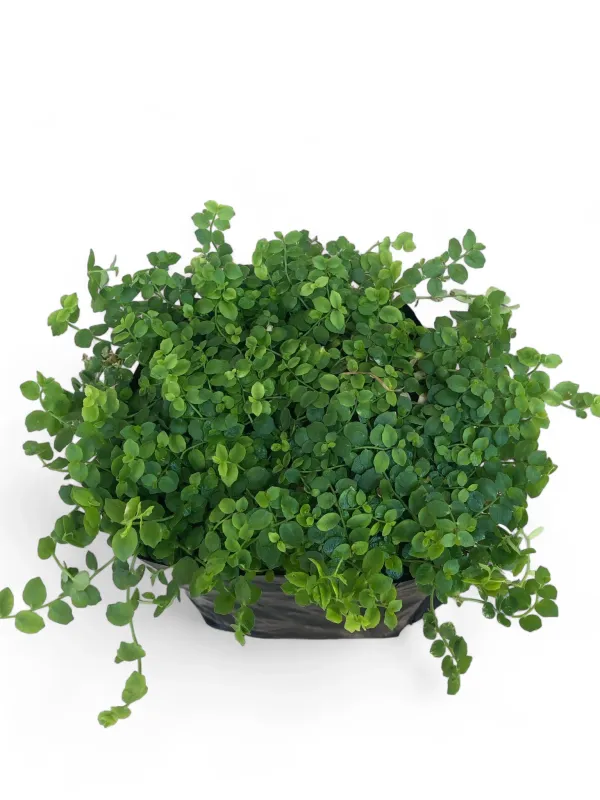 Pratia Pedunculata "Star Creeper" 2 Liter