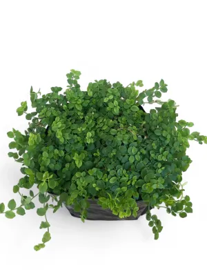 Pratia Pedunculata "Star Creeper" 2 Liter