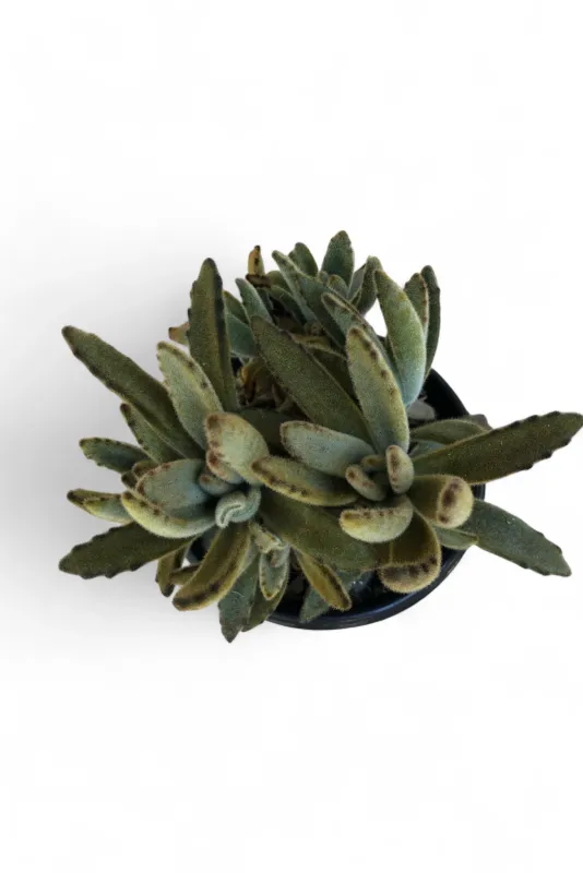 Kalanchoe Tomentosa "Panda Plant" 12cmPot