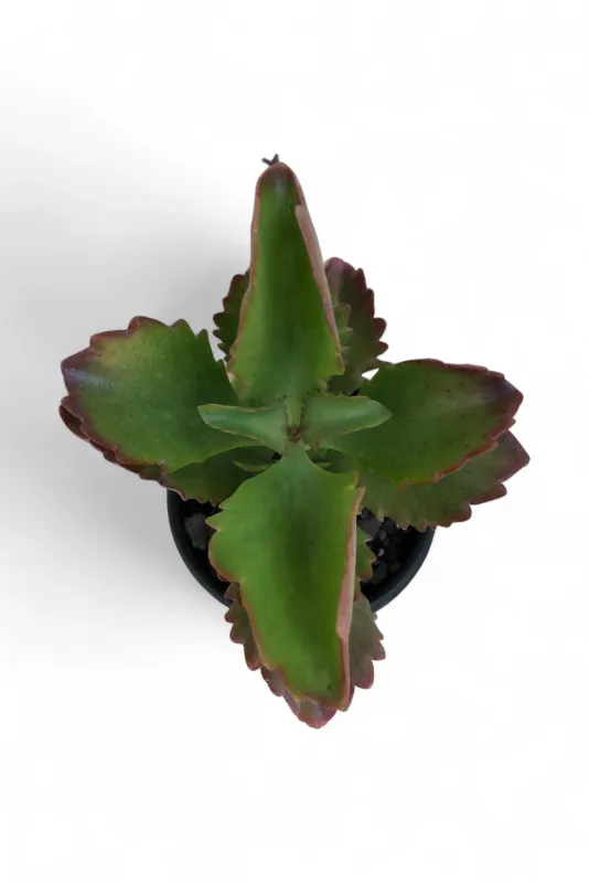 Kalanchoe Sexangularis "Red Leaved Kalanchoe" 12cmPot