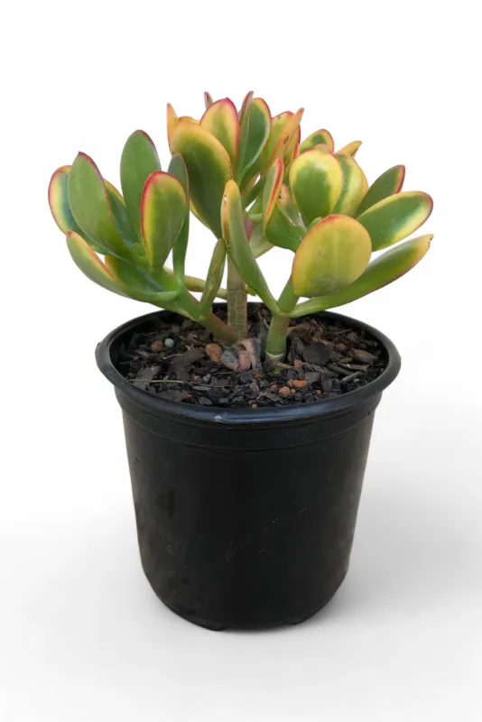 Crassula Ovata &quot;Golden Jade&quot; 12cm Pot