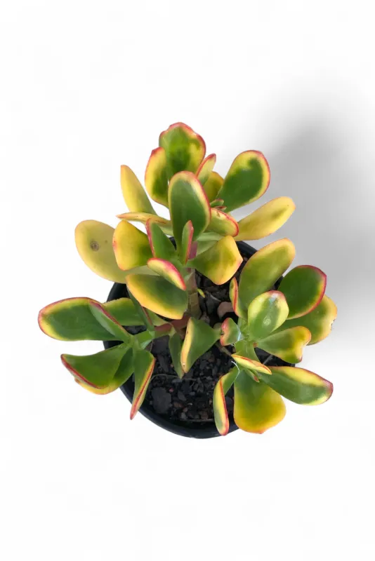 Crassula Ovata "Golden Jade" 12cmPot