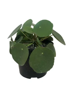 Pilea Peperomioides &quot;Coin Plant&quot; 15cm