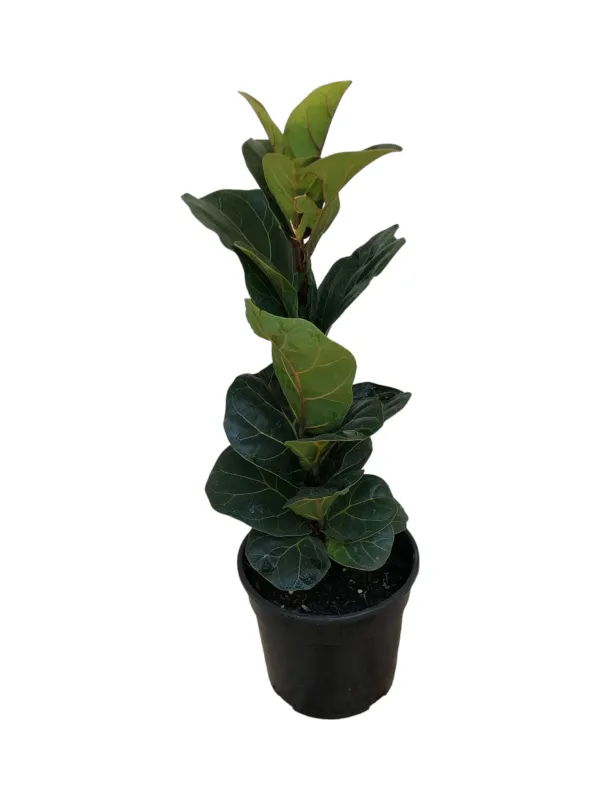 Ficus Lyrata &quot;Fiddle Leave Fig&quot; 14cm Pot