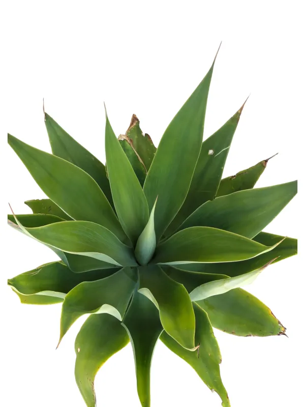 Agave Attenuata "Lion's Tale Agave" 10Liter