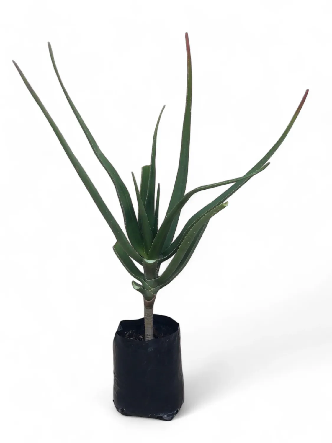 Aloe barberae  &quot;Boomalwyn&quot; 10 Liter