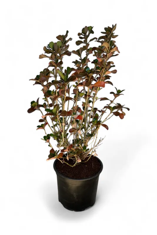 Coprosma Repens Copper Shine Variegated "Evening Glow" 17cmPot