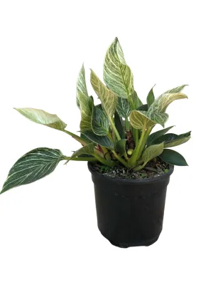 Philodendron Erubescenc &quot;Variegated&quot; Birken 16.5cm