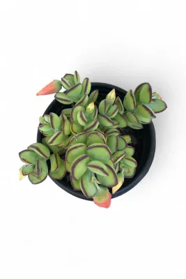 Cotyledon Woodii "Cliff Cotyledon" 12cmPot