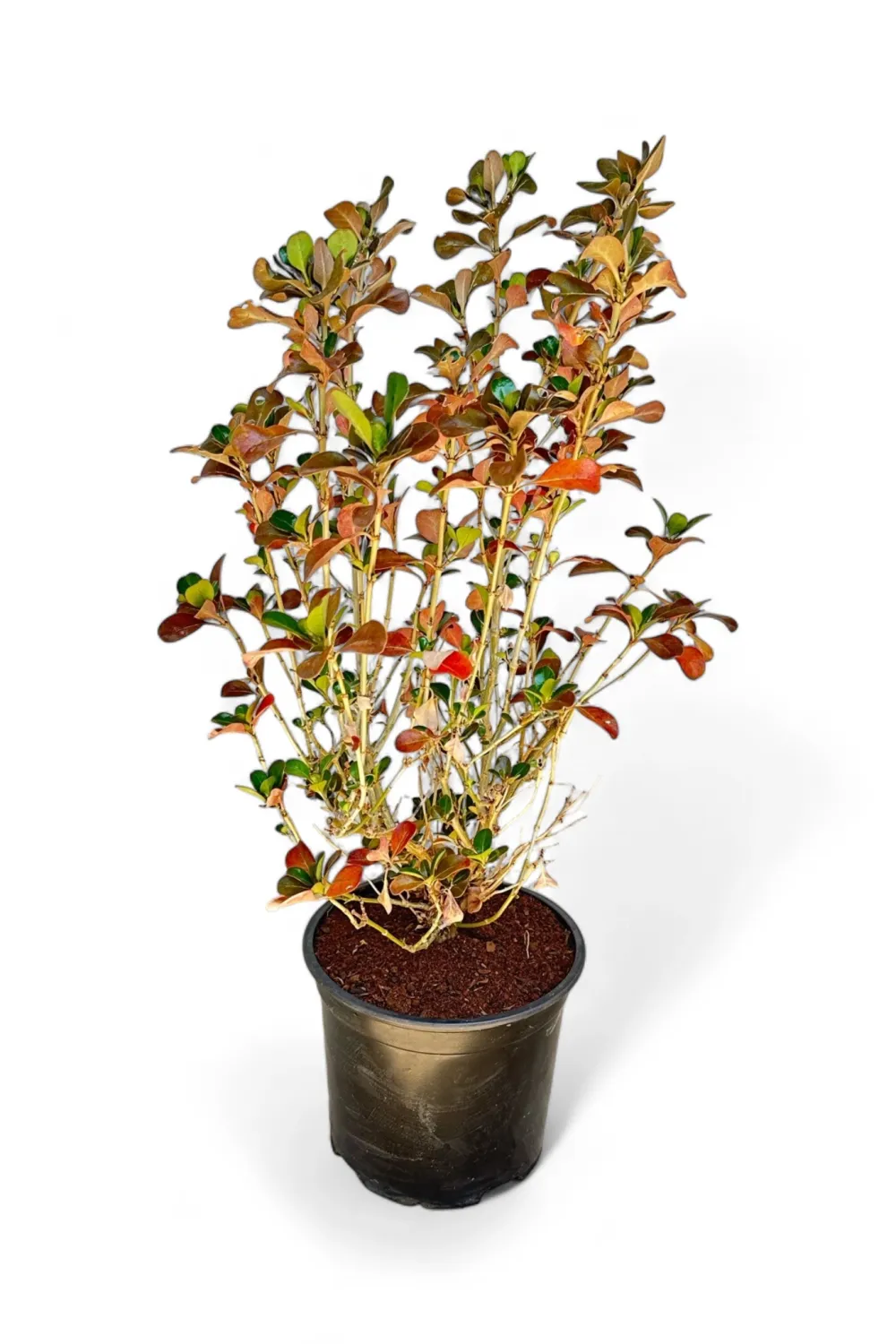 Coprosma Copper Shine &quot;Evening Glow&quot; Variegated Pot