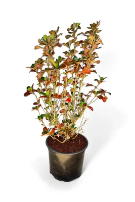 Coprosma Copper Shine &quot;Evening Glow&quot; Variegated Pot