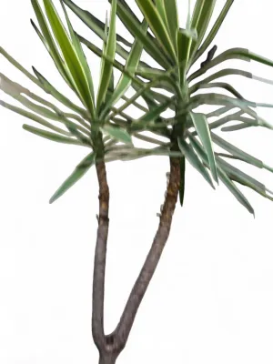 Yucca  Variegata "Adams Needle" 10Liter