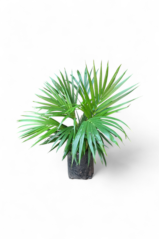 Bamboo Palm 5 liter