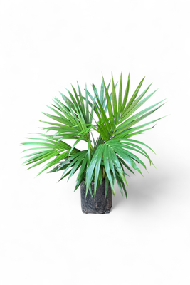Bamboo Palm 5 liter