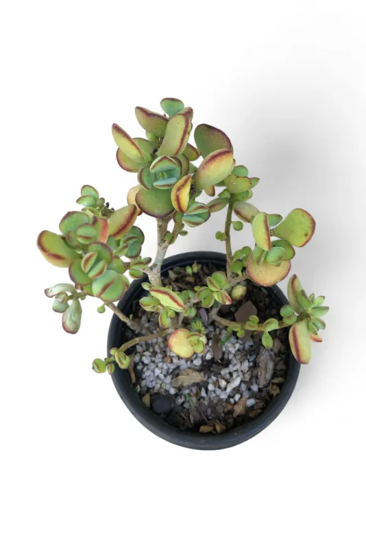 Crassula Ovata Variegata "Tricolor Jade" 12cmPot