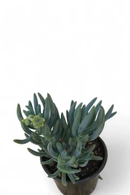 Curio Ficoides "Blue Fingers" 12cmPot