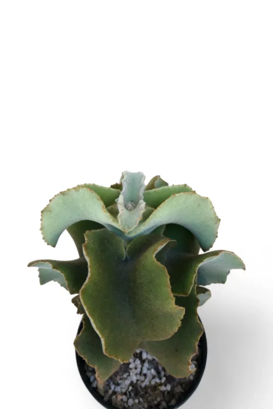 Kalanchoe Beharensis "Velvet Elephant Ear" 12cmPot