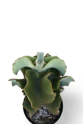 Kalanchoe Beharensis "Velvet Elephant Ear" 12cmPot
