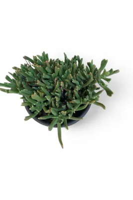 Rhombophyllum Dolabriforme "Elkhorn Plant" 12cmPot