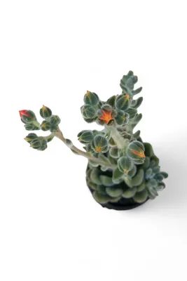 Echeveria Setosa "Mexican Firecracker" 12cmPot