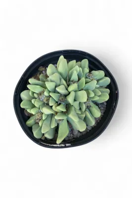 Lapidaria margaretae "Karoo Rose" 15cmPot