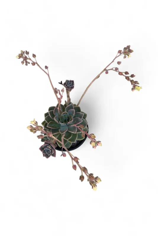 Echeveria "Perle Von Nurnberg"  12cmPot