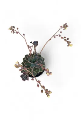 Echeveria "Perle Von Nurnberg" 12cmPot