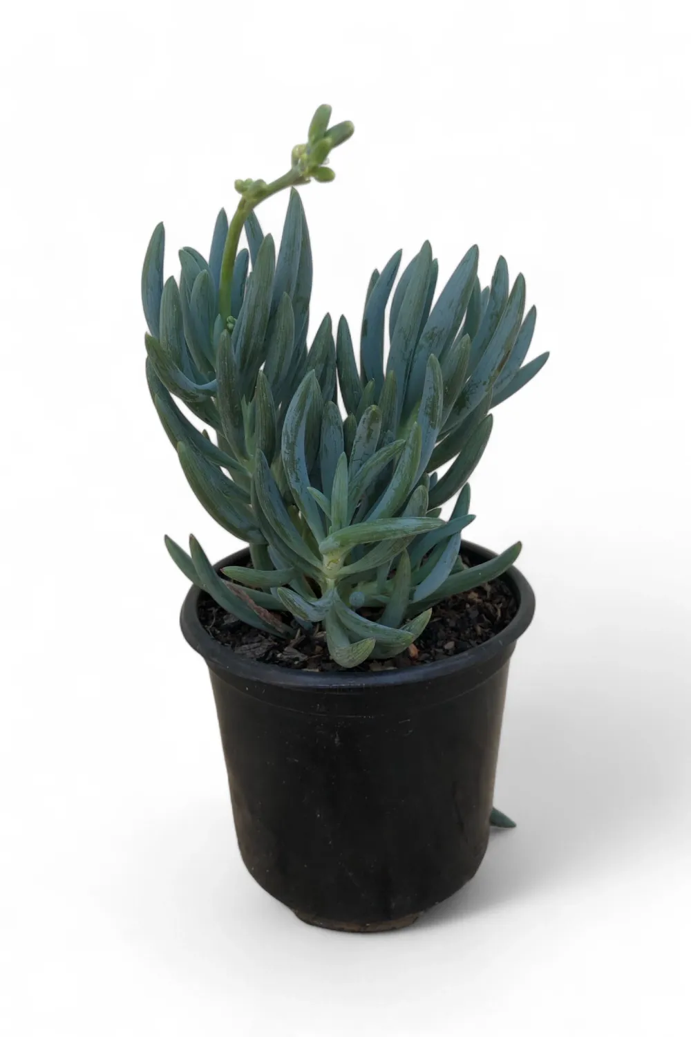 Senecio &quot;Blue Fingers&quot; 12cm Pot