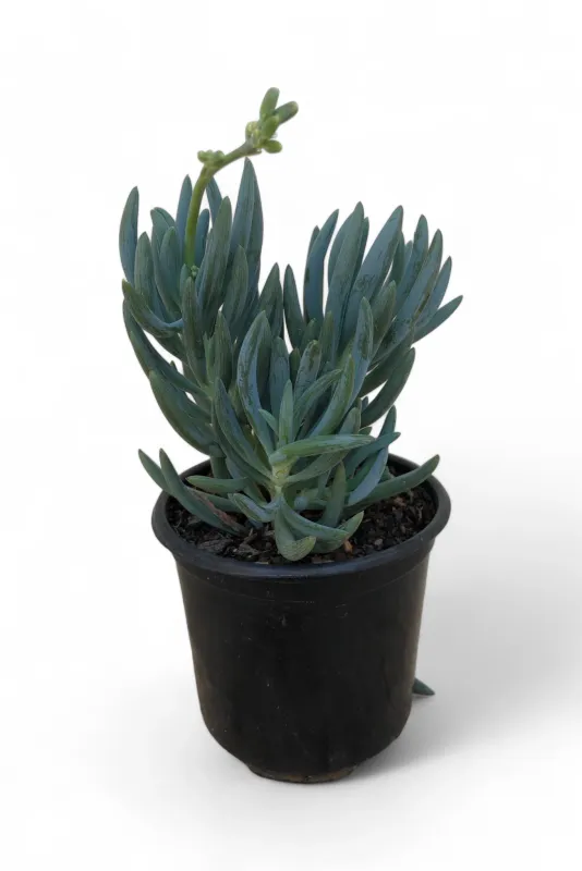 Senecio &quot;Blue Fingers&quot; 12cm Pot