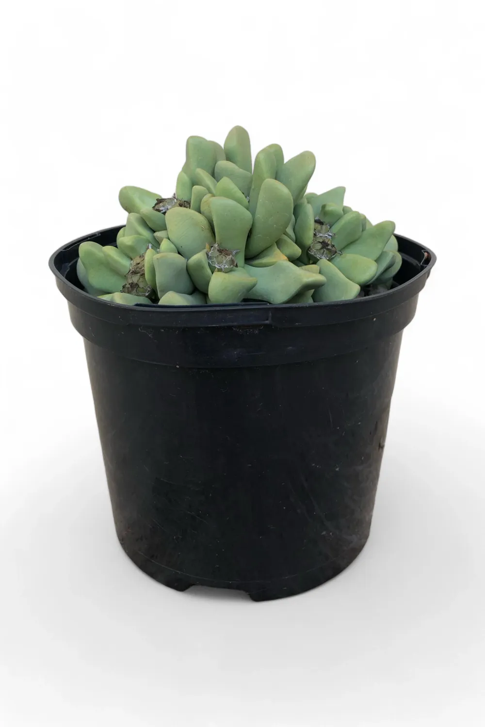 Lapidaria margaretae &quot;Karoo Rose&quot; 15cm Pot