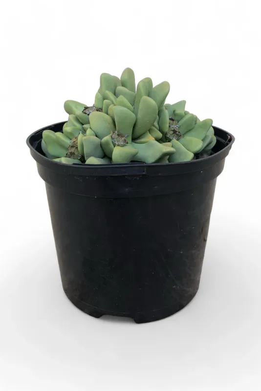 Lapidaria margaretae &quot;Karoo Rose&quot; 15cm Pot
