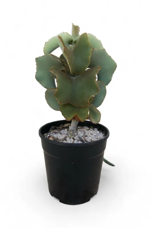 Kalanchoe Beharensis &quot;Elephants Ear&#39; 12 cm Pot