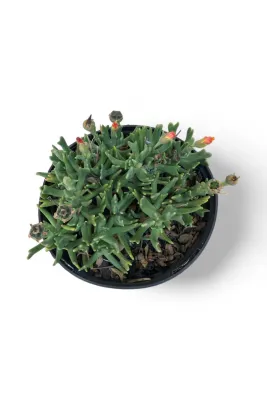 Rhombophyllum Dolabriforme "Elkhorn Plant" 15cmPot
