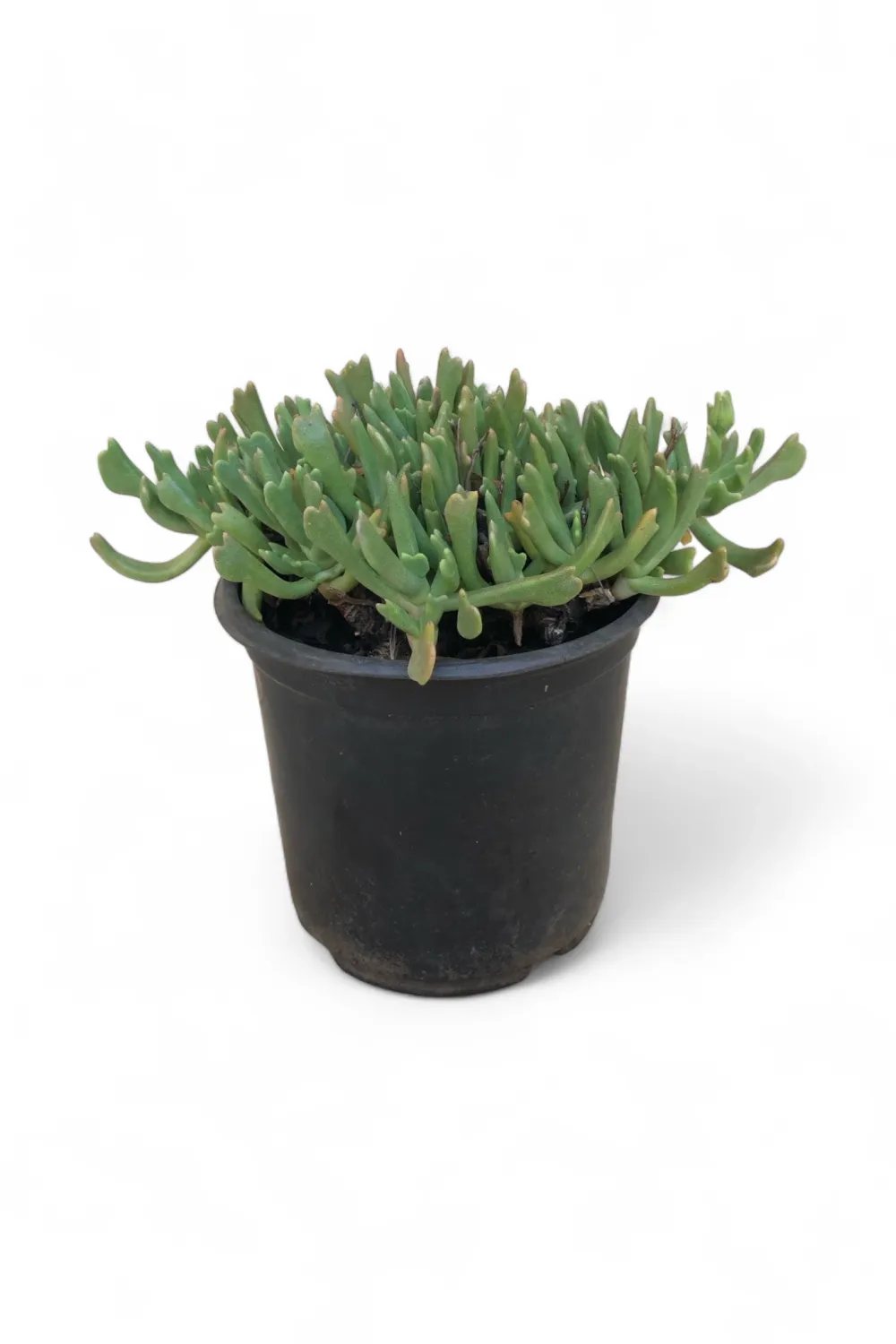 Rhombophyllum Dolabriforme &quot;Elkhorn Plant&quot; 12cm Pot