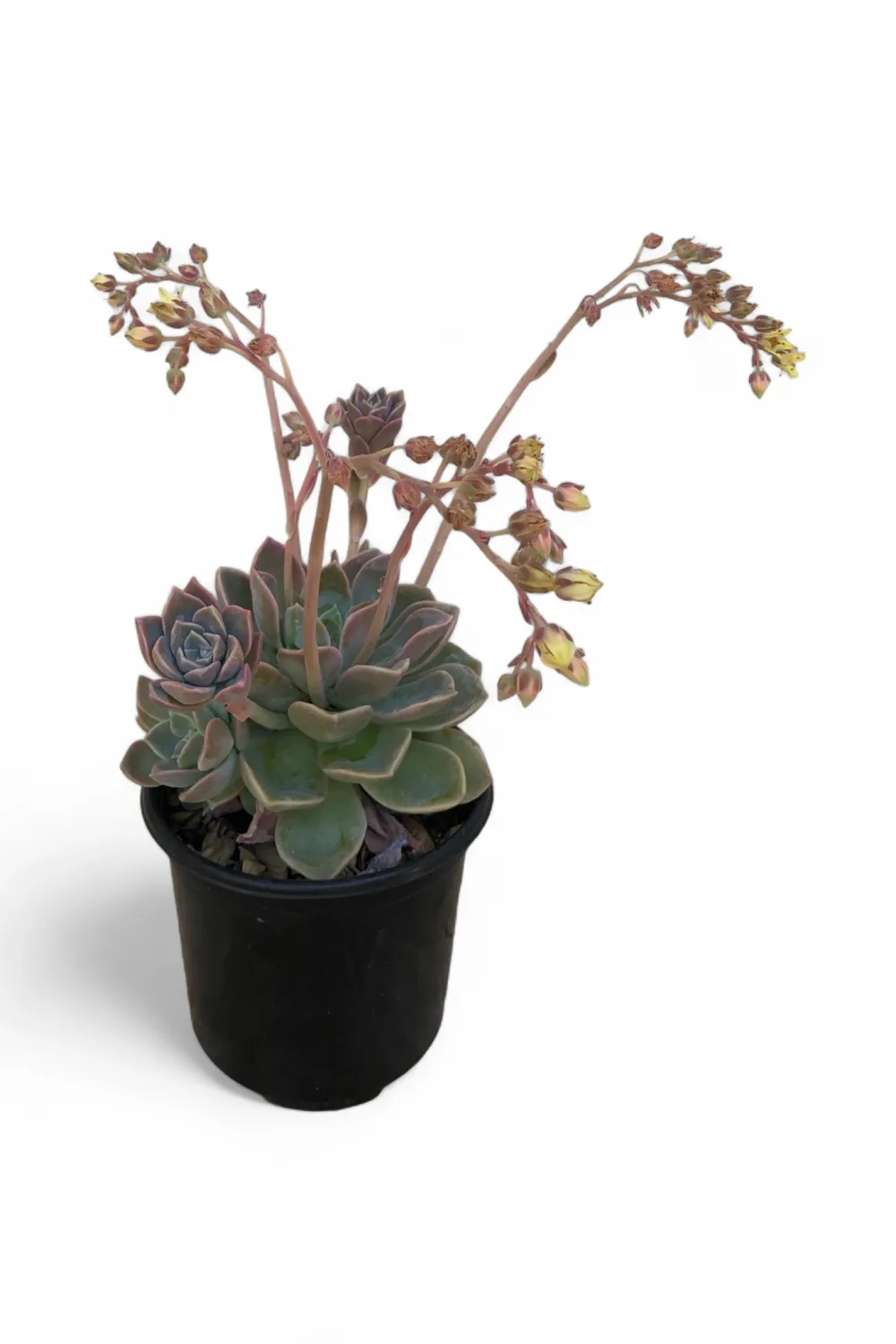 Echeveria Derenbergii &quot;Painted Lady&quot; 12cm Pot