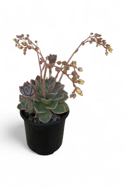 Echeveria Derenbergii &quot;Painted Lady&quot; 12cm Pot