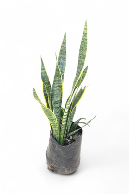 Sansevieria tri Green and Yellow 10 liter
