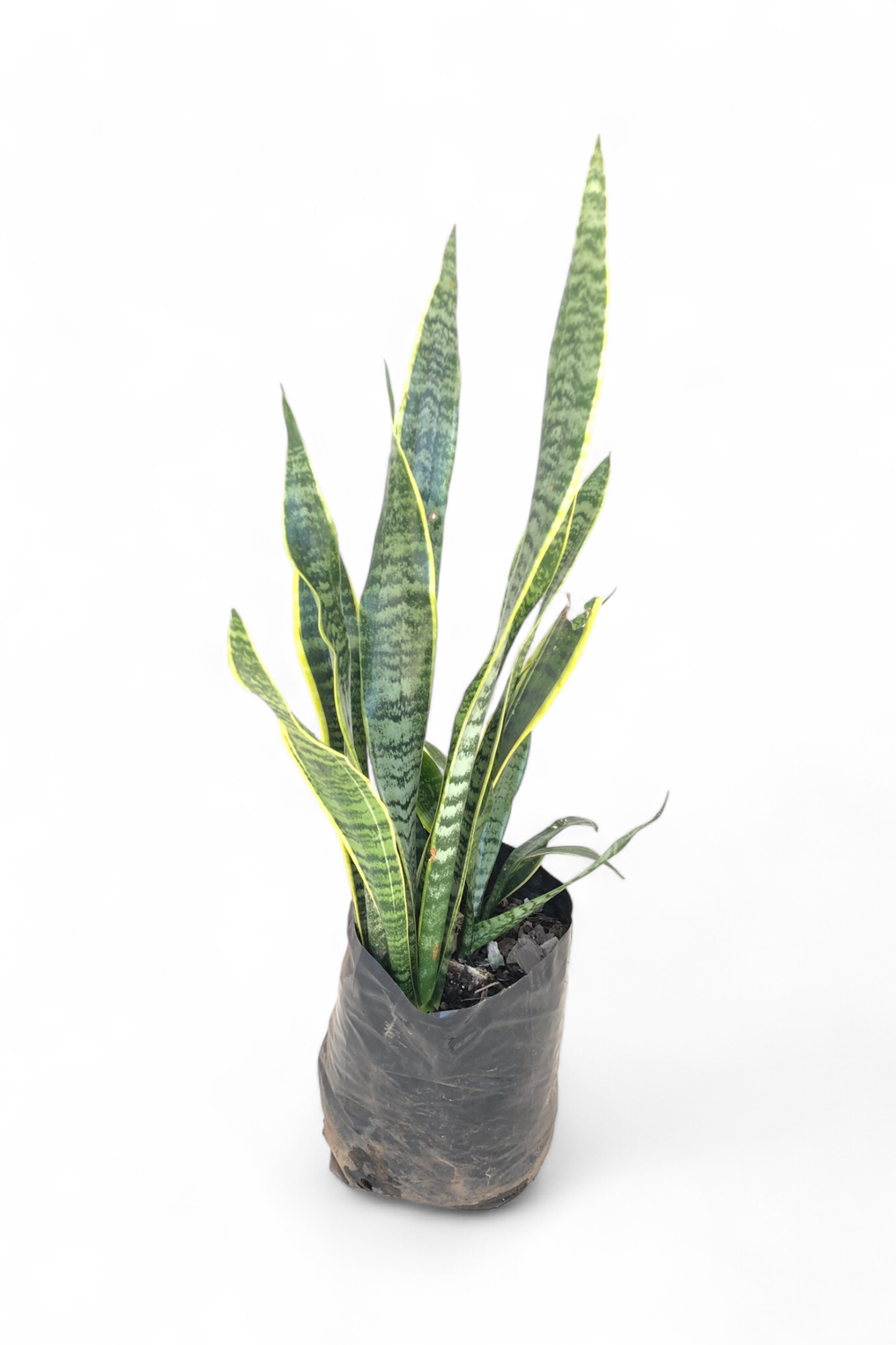 Sansevieria tri Green and Yellow 10 liter