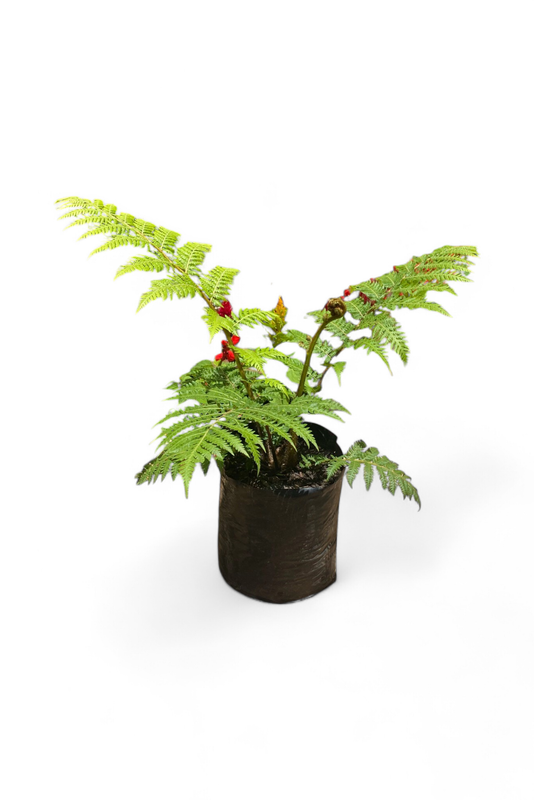Cyathea Brownii Tree Fern 5L