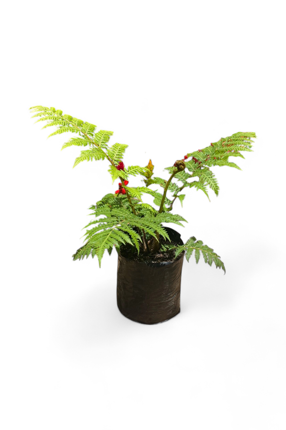 Cyathea Brownii Tree Fern 5L