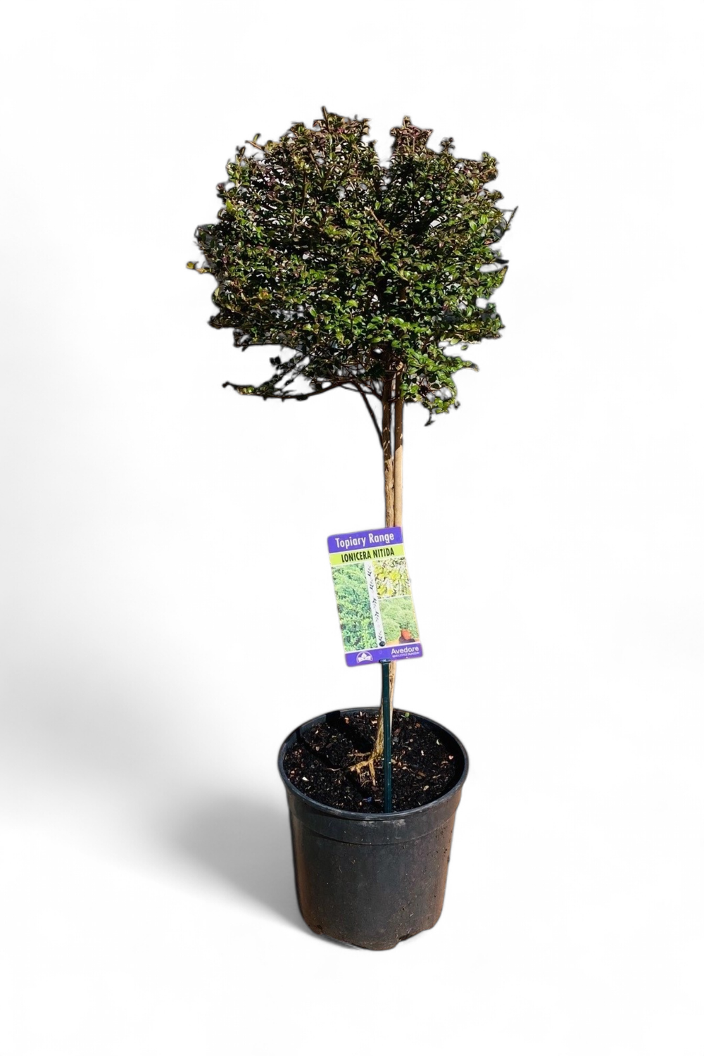 Lonicera Patio Standard 19cm Pot H800mm