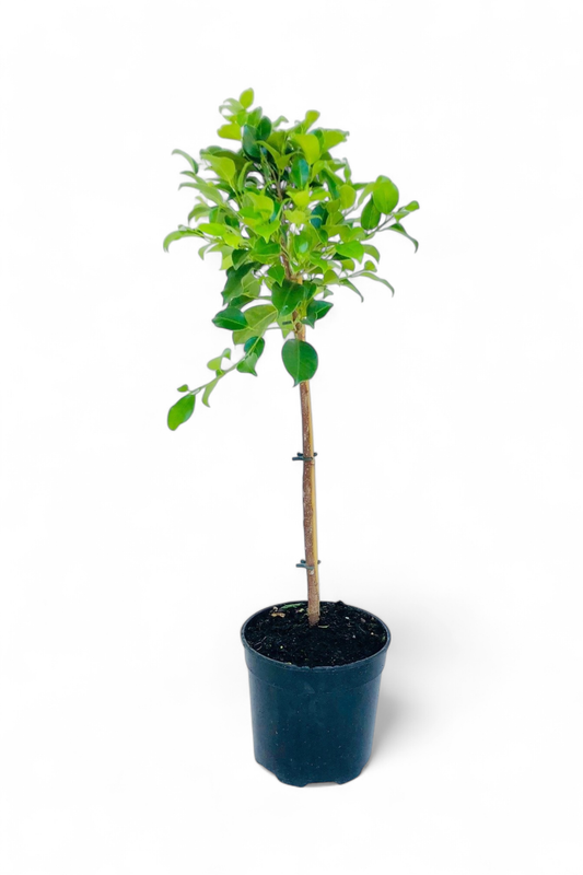 Ficus Millennium Patio Standard 19cm Pot H800